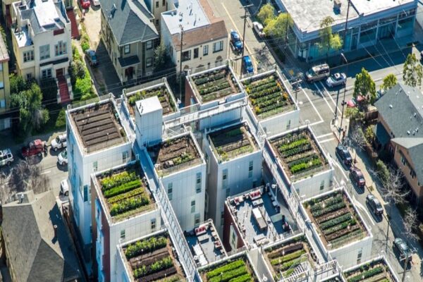 घर बैठे शुरू करें ये शानदार बिजनेस, मंथली 45 हजार की होगी कमाई, जानिए कैसे करें इसे स्टार्ट? – business opportunity to earn money start hydroponic farming with rs 50k and earn 40k per month check know samp