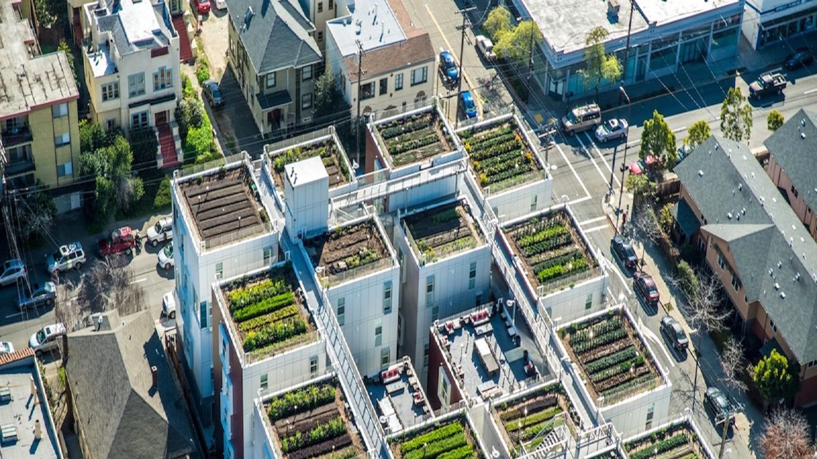 घर बैठे शुरू करें ये शानदार बिजनेस, मंथली 45 हजार की होगी कमाई, जानिए कैसे करें इसे स्टार्ट? – business opportunity to earn money start hydroponic farming with rs 50k and earn 40k per month check know samp