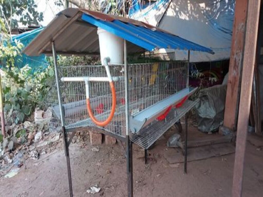 50 हजार रुपये में शुरू करें ये बिजनेस, हर महीने होगी 1 लाख की कमाई, सरकार देगी 35% सब्सिडी, जानें कैसे करें स्टार्ट? – business idea start poultry farming business with 50k and earn 1 lakh rupees per month samp