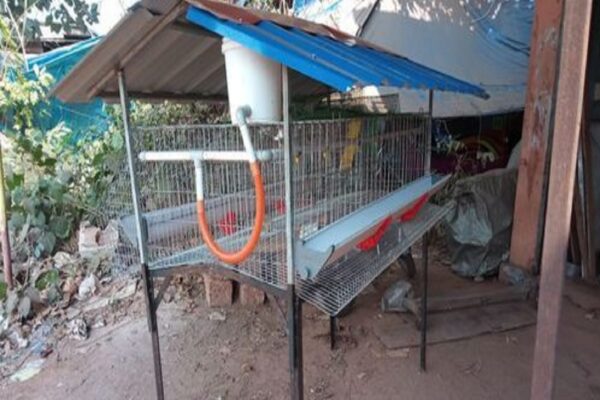 50 हजार रुपये में शुरू करें ये बिजनेस, हर महीने होगी 1 लाख की कमाई, सरकार देगी 35% सब्सिडी, जानें कैसे करें स्टार्ट? – business idea start poultry farming business with 50k and earn 1 lakh rupees per month samp