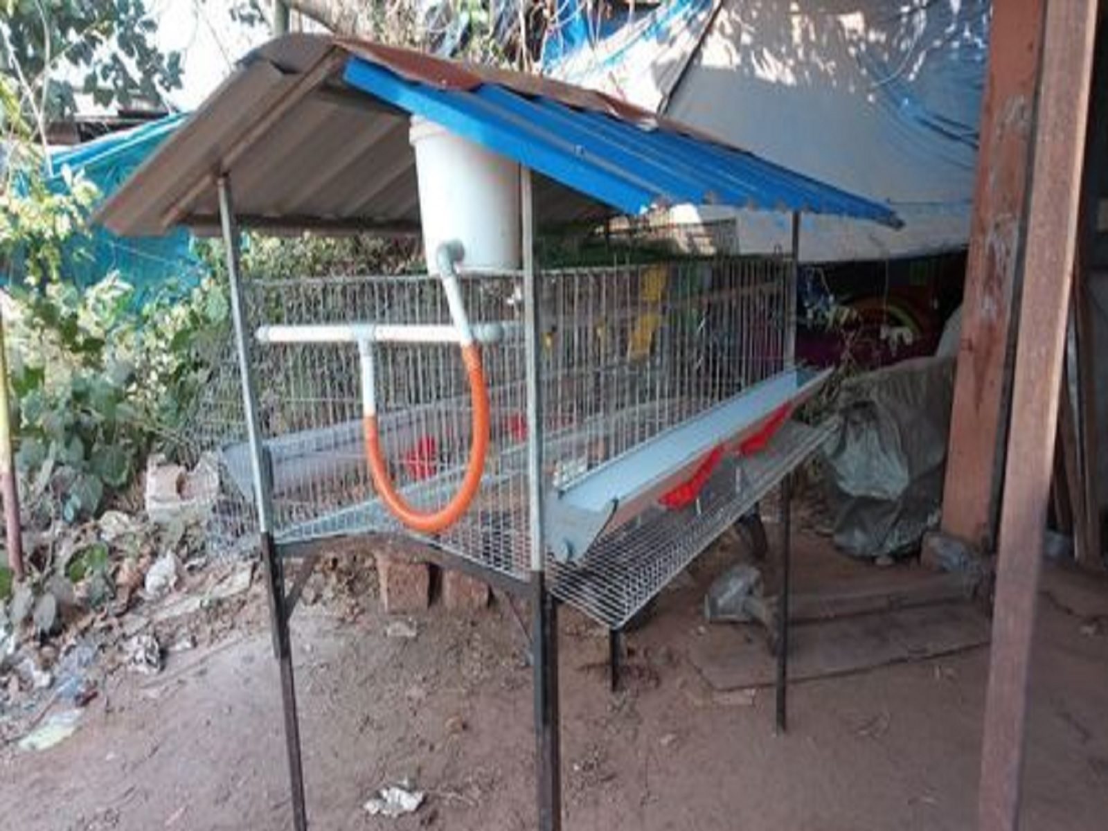 50 हजार रुपये में शुरू करें ये बिजनेस, हर महीने होगी 1 लाख की कमाई, सरकार देगी 35% सब्सिडी, जानें कैसे करें स्टार्ट? – business idea start poultry farming business with 50k and earn 1 lakh rupees per month samp