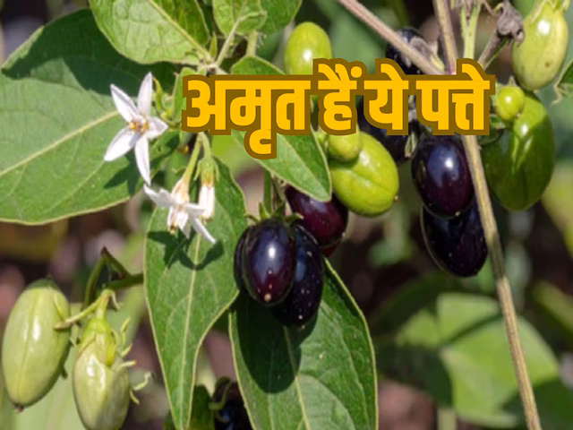 गर्मियों में ये 5 पत्तियां खाईं तो बीमारियां रहेंगी दूर! शरीर रहेगा फिट और हेल्दी, जानें चमत्कारी फायदे