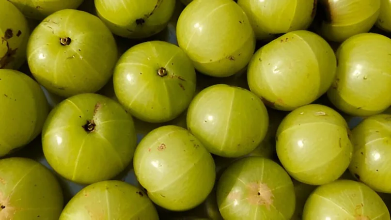 अमृत भी है तो जहर भी बन सकता है! 6 तरह के लोगों को नहीं खाना चाहिए आंवला