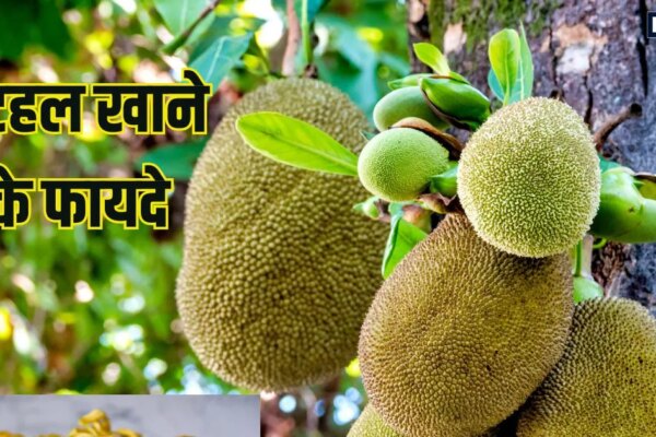 इस सब्जी के आगे चिकन, मटन भी फेल, पोषक तत्वों का खजाना, इम्यूनिटी बढ़ाए, कब्ज का करे जड़ से इलाज, जानते हैं नाम?