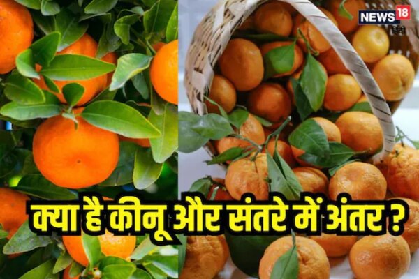 दिखने में एक जैसे संतरा और किन्नू, लेकिन सेहत पर असर बिल्कुल अलग! जानें कौन है ज्यादा फायदेमंद
