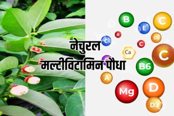 Natural multivitamin| Vitamin deficiency treatment: हर विटामिन की कमी को दूर कर देगा ये पौधा