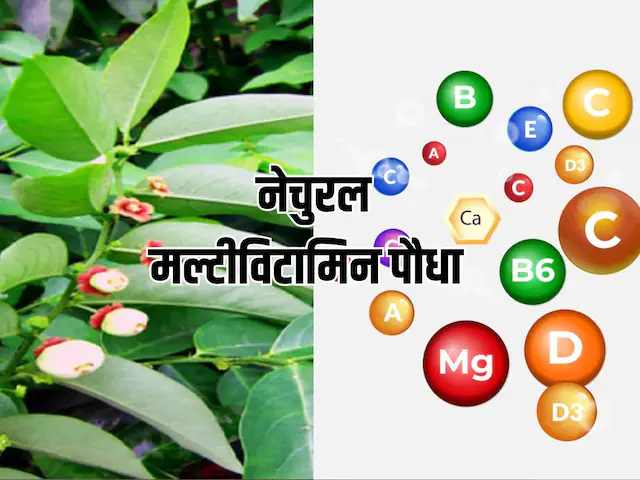 Natural multivitamin| Vitamin deficiency treatment: हर विटामिन की कमी को दूर कर देगा ये पौधा