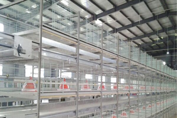 नौकरी की टेंशन जाएंं भूल! 50 हजार में शुरू करें ये बिजनेस, मंथली होगी 1 लाख की कमाई, सरकार देगी 35% सब्सिडी – buisness opportunity start poultry farming with 50k and earn 1 lakh rupees per month know how samp