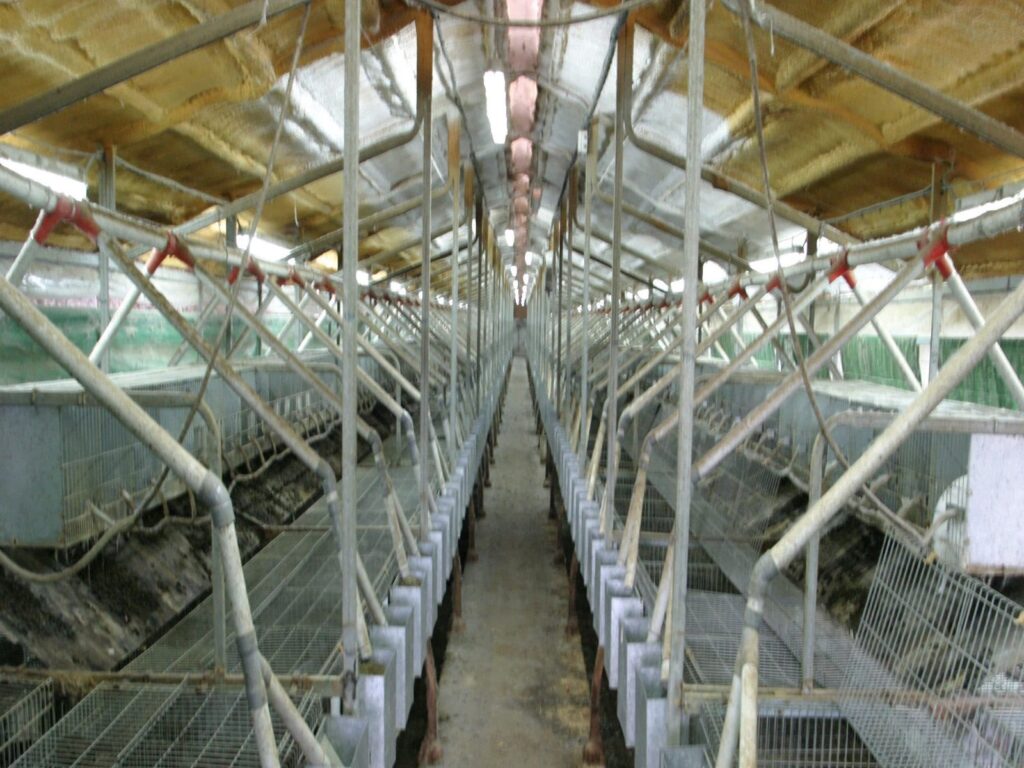 4 लाख लगाकर शुरू करें ये बिजनेस 8 लाख का होगा फायदा, सरकार भी देगी मदद, जानिए कैसे करें स्टार्ट – business opportunities earn money start rabbit farming with 4 lakh rupees and earn 8 lakh samp 4 लाख लगाकर शुरू करें ये बिजनेस 8 लाख का होगा फायदा, सरकार भी देगी मदद, जानिए कैसे करें स्टार्ट – business opportunities earn money start rabbit farming with 4 lakh rupees and earn 8 lakh samp