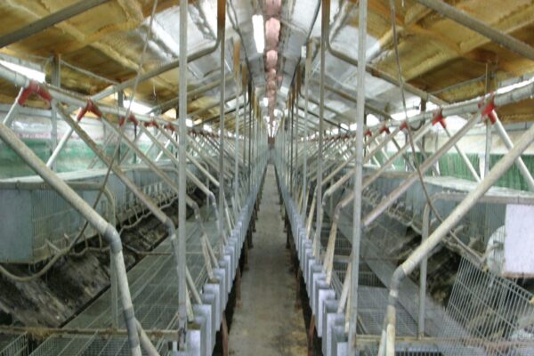 4 लाख लगाकर शुरू करें ये बिजनेस 8 लाख का होगा फायदा, सरकार भी देगी मदद, जानिए कैसे करें स्टार्ट – business opportunities earn money start rabbit farming with 4 lakh rupees and earn 8 lakh samp