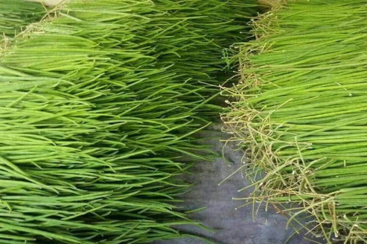 Earn money 2 lakh per month from Sahjan Farming know Learn what to do details here varpat