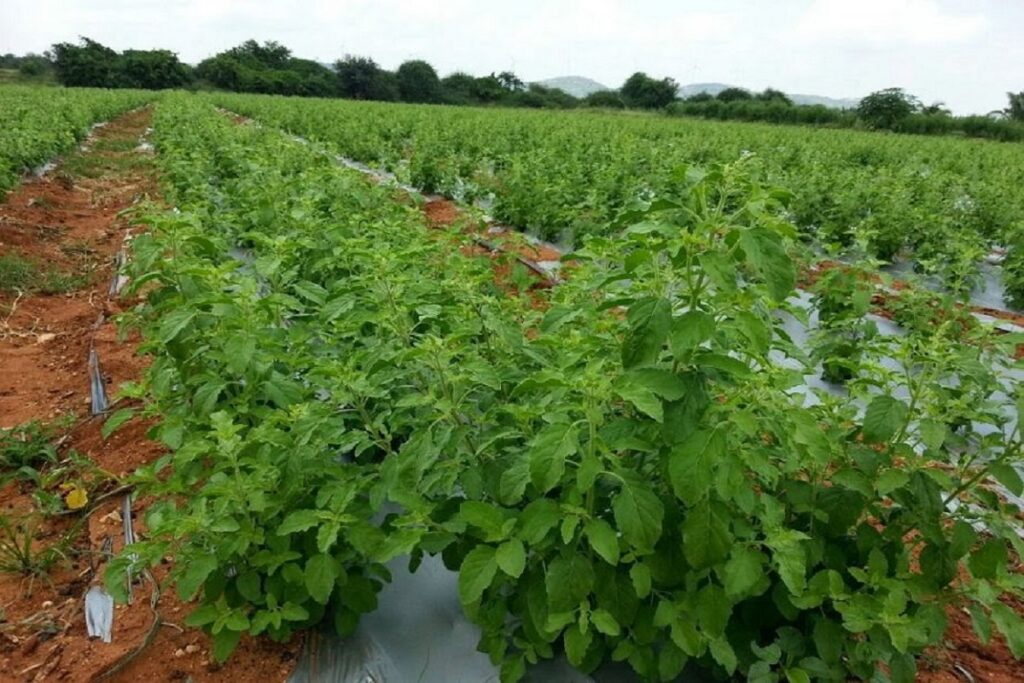 15 हजार लगाकर 3 महीने में कमाएं 3 लाख रुपये, जानें क्या है बिजनेस | business opportunities earn rs 3 lakhs in 3 months by doing tulsi farming samp 15 हजार लगाकर 3 महीने में कमाएं 3 लाख रुपये, जानें क्या है बिजनेस | business opportunities earn rs 3 lakhs in 3 months by doing tulsi farming samp