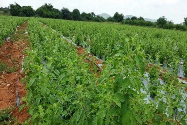 15 हजार रुपये लगाकर 3 महीने में कमाएं 3 लाख रुपये, जानें कैसे करें इस बिजनेस को स्टार्ट? – earn 3 lakh rupees in just 3 months with start tulsi farming business know how samp