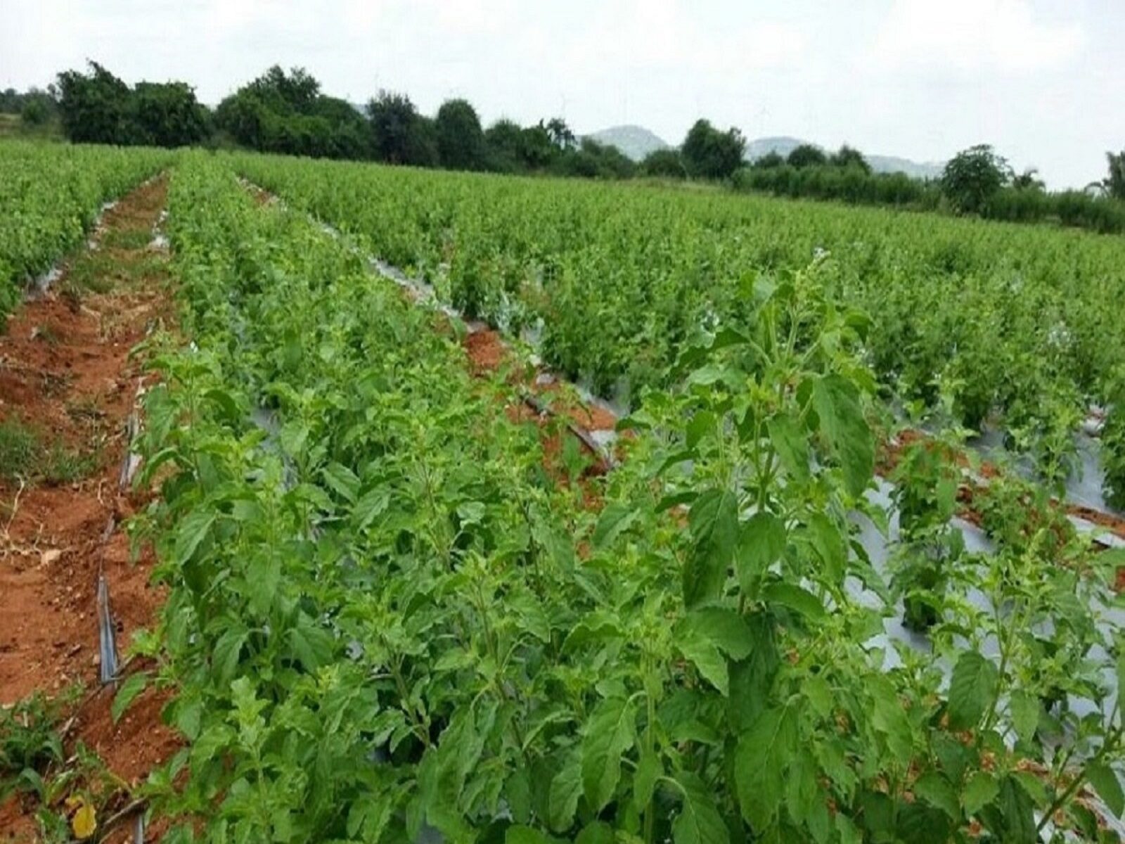 15 हजार रुपये लगाकर 3 महीने में कमाएं 3 लाख रुपये, जानें कैसे करें इस बिजनेस को स्टार्ट? – earn 3 lakh rupees in just 3 months with start tulsi farming business know how samp