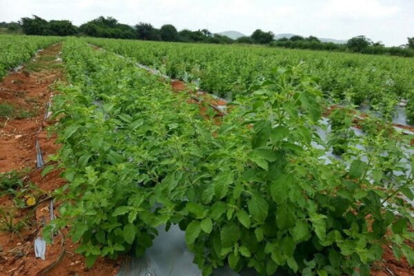 15 हजार लगाकर 3 महीने में कमाएं 3 लाख रुपये, जानें क्या है बिजनेस | business opportunities earn rs 3 lakhs in 3 months by doing tulsi farming samp