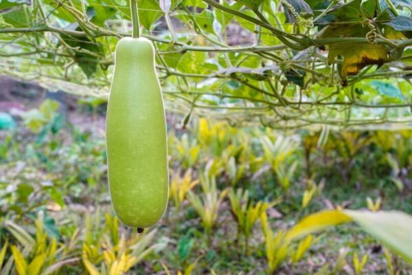 जिस लौकी को समझते हैं बेकार, वही निकली सेहत की सुपरफूड! ये 8 फायदे जान रह जाएंगे दंग