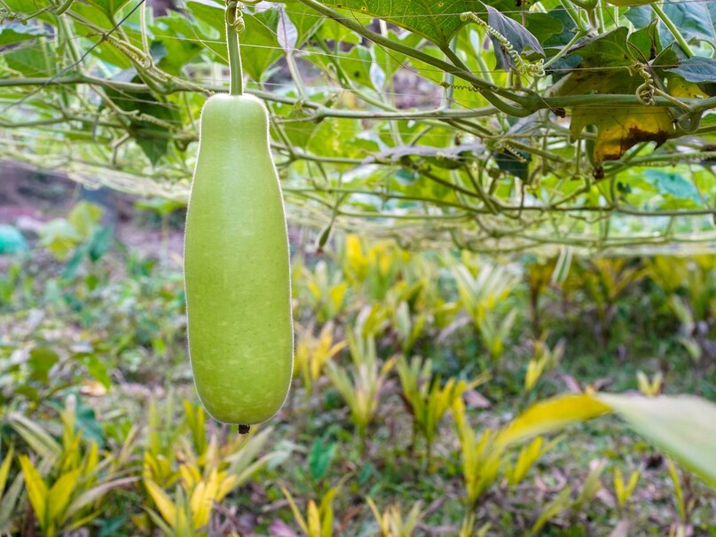 जिस लौकी को समझते हैं बेकार, वही निकली सेहत की सुपरफूड! ये 8 फायदे जान रह जाएंगे दंग