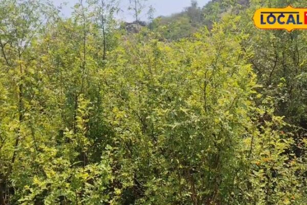 झारखंड के जंगलों में मिलता है प्राकृतिक टूथपेस्ट, 80 साल की उम्र में भी दांत रहते हैं मोती जैसे