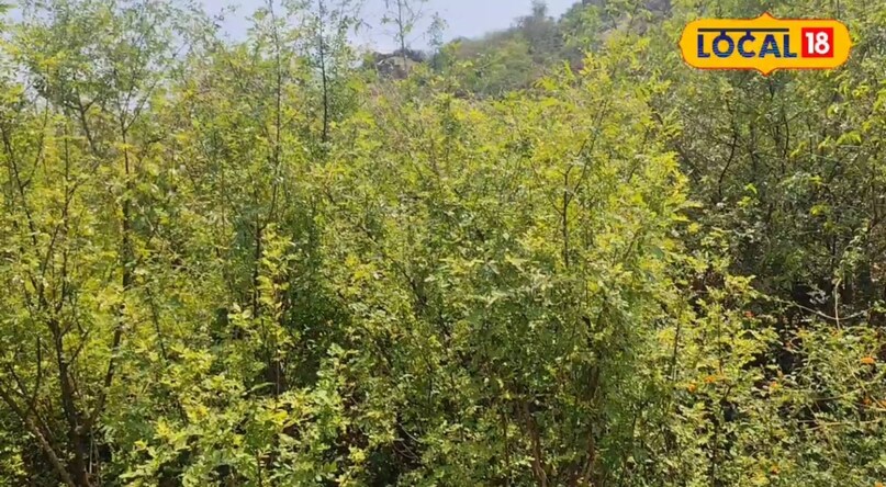 झारखंड के जंगलों में मिलता है प्राकृतिक टूथपेस्ट, 80 साल की उम्र में भी दांत रहते हैं मोती जैसे