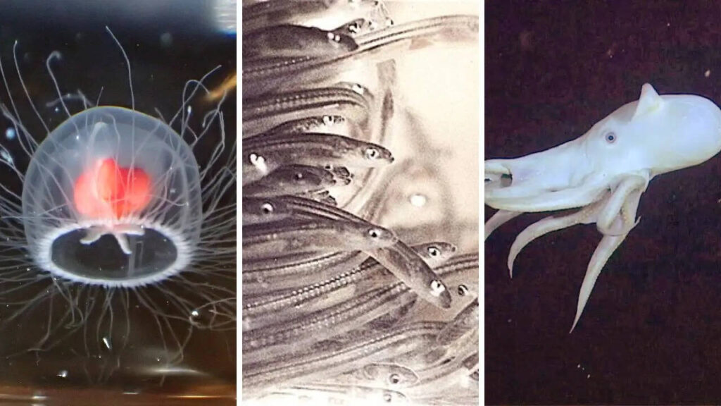 10 mysteries hidden beneath the ocean floor that scientists still can’t explain