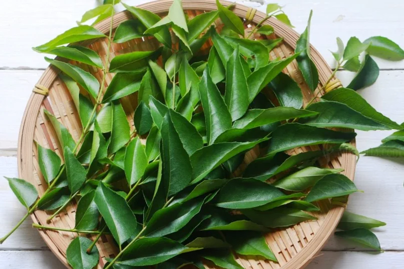 Curry Leaves Side Effects: करी पत्ते के फायदे ही नहीं नुकसान भी हैं, इन 5 तरह के लोगों को करना चाहिए परहेज