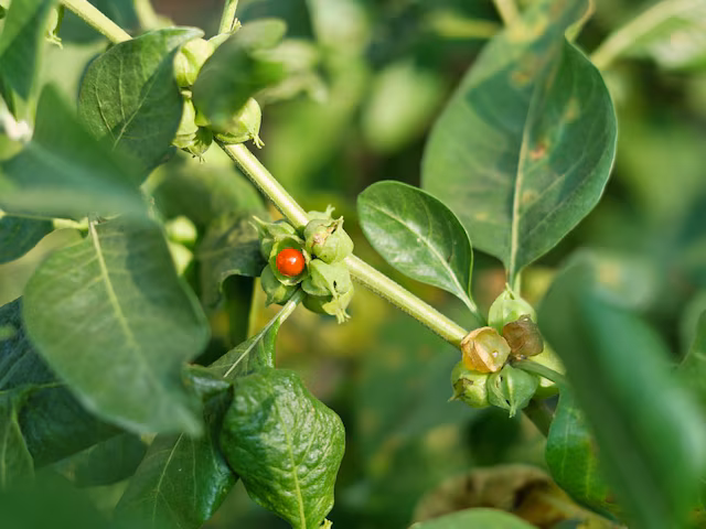 सरकार ने अश्वगंधा के पत्तों को किया बैन, आयुर्वेद में इनका इस्तेमाल किया जाता है या नहीं, एक्सपर्ट से जानिए