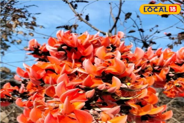 साल में केवल एक बार खिलता है ये फूल, वात हो या चर्म रोग, कई बीमारियों का असली डॉक्टर