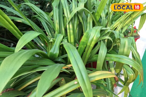 गठिया का दर्द हो या फोड़े-फुंसी…हरी पत्तियों वाला ये पौधा सेहत के लिए वरदान, जानिए उपयोग का तरीका