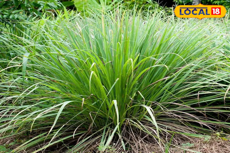 Skin Care Tips: गर्मी में पेट और स्किन रहेंगे एकदम फ्रेश! रोज खाएं ये हरे पत्ते, दवा की जरूरत ही नहीं पड़ेगी