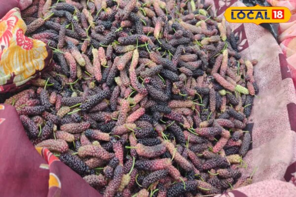 ये गर्मियों का सुपरफ्रूट! इसमें ठंडक भी, ताकत भी…आप भी नहीं जानते होंगे शहतूत के इतने फायदे