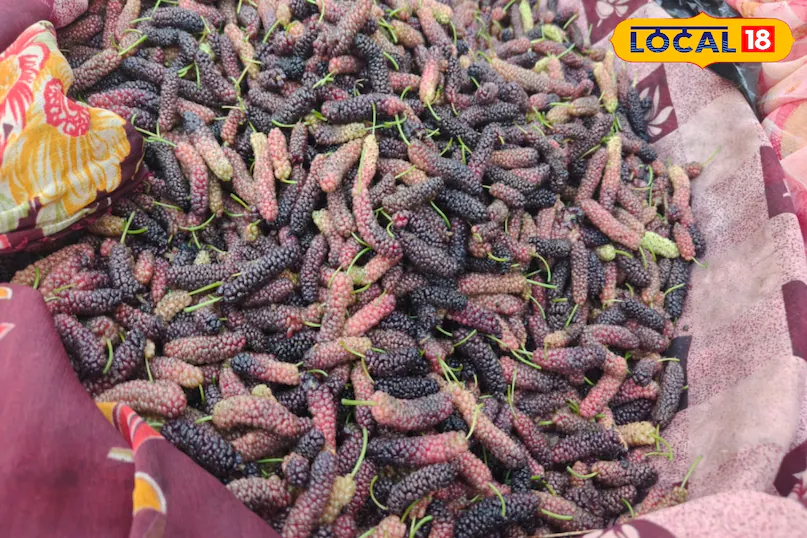 ये गर्मियों का सुपरफ्रूट! इसमें ठंडक भी, ताकत भी…आप भी नहीं जानते होंगे शहतूत के इतने फायदे