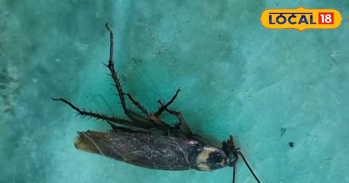 कॉकरोच से गलत नहीं डरती लड़कियां…आज के बाद आप भी खाओगे खौफ, जानिए ये कितने खतरनाक