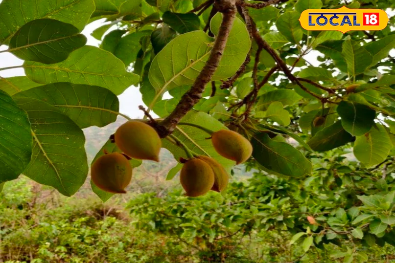 पुरुषों की कमजोरी का देसी इलाज? महुआ-दूध का ये मिश्रण बना सकता है गेम चेंजर, जानिए सेवन का तरीका