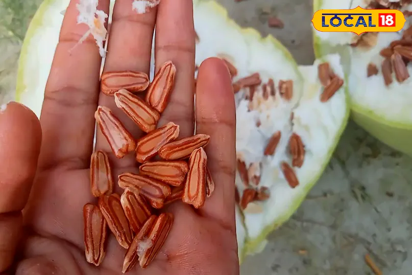 कूड़े में न फेंकें लौकी के बीज! दिल की बीमारी से लेकर बढ़ते वजन तक में है रामबाण, स्किन के लिए भी फायदेमंद