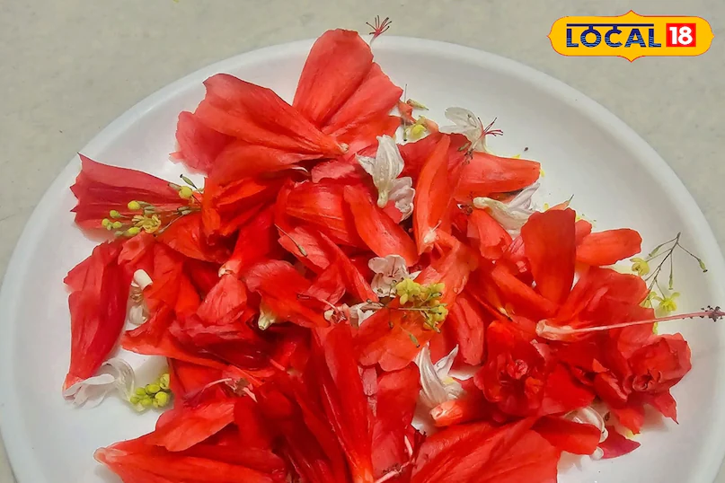 जंगल में उगने वाला ये ‘अनदेखा फूल’ निकला सेहत का खजाना, जानिए इसके गजब फायदे