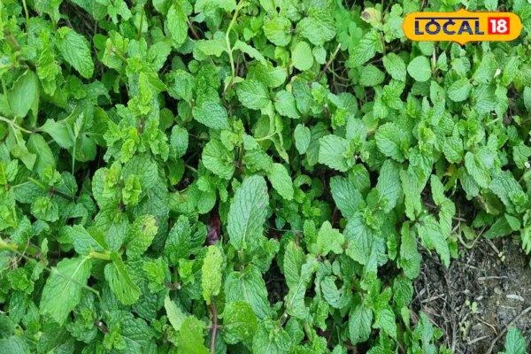 पहाड़ी पुदीना क्यों होता है खास, किन बीमारियों से दिलाता है छुटकारा? एक्सपर्ट से जानिए एक-एक गुण