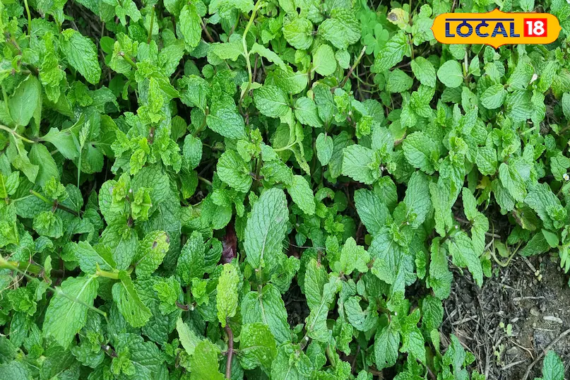 पहाड़ी पुदीना क्यों होता है खास, किन बीमारियों से दिलाता है छुटकारा? एक्सपर्ट से जानिए एक-एक गुण