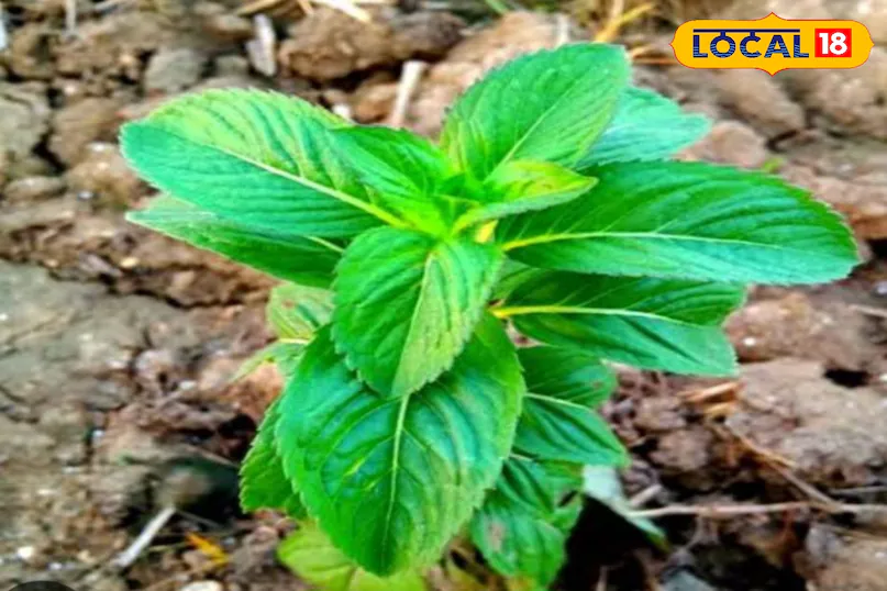 गर्मियों में मिलने वाला यह पौधा सेहत के लिए फायदेमंद, कई गंभीर बीमारियों का जड़ से करता खात्मा