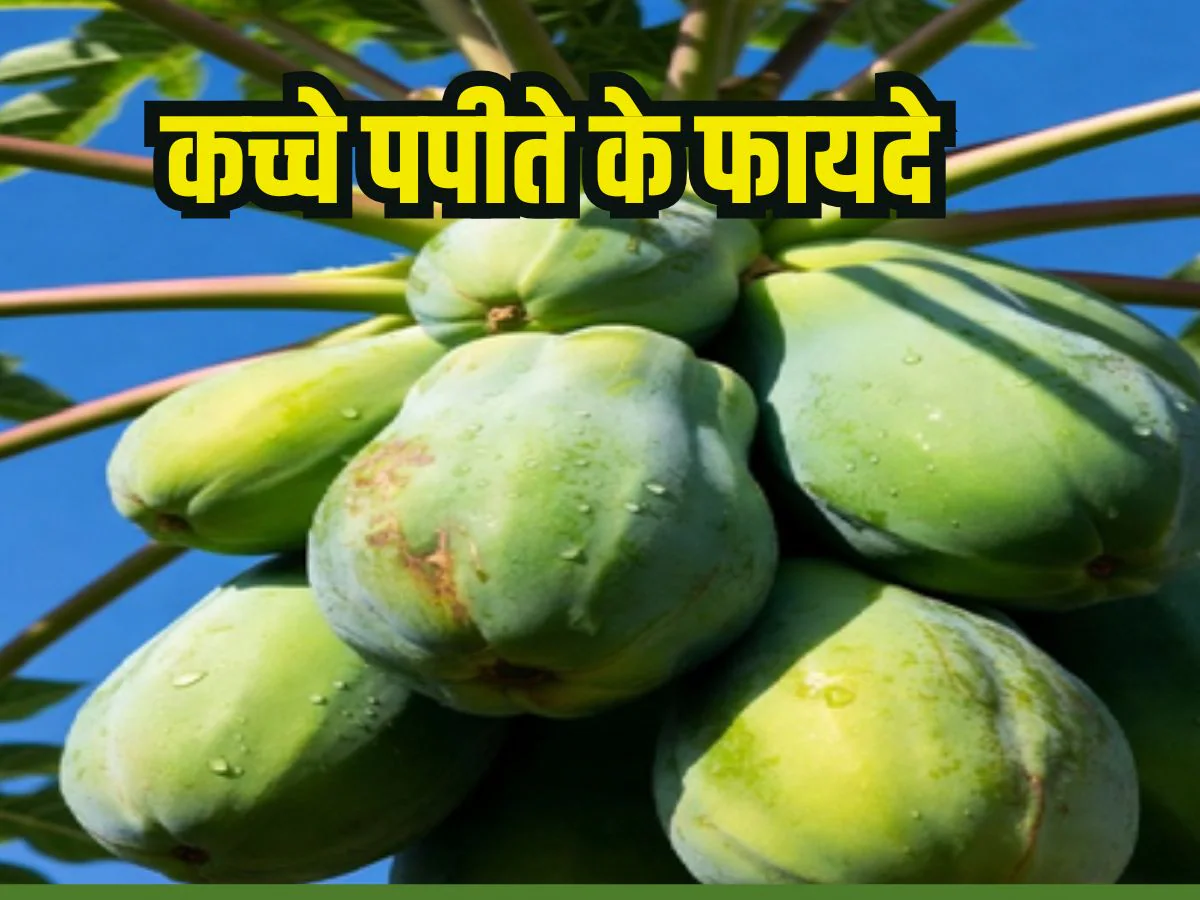 शरीर की सूजन और गंदगी को बाहर करेगा कच्चा पपीता, लेकिन खाने से पहले जान लें ये जरूरी बातें