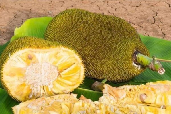 ऐसे लोगों के लिए कटहल खाना नुकसानदायक ! स्वाद के चक्कर में हो जाएगा बुरा हाल, तुरंत बरतें सावधानी