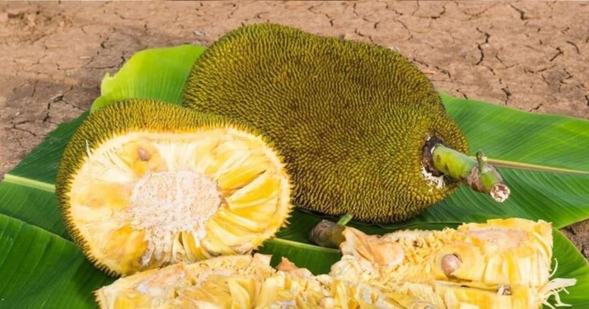 ऐसे लोगों के लिए कटहल खाना नुकसानदायक ! स्वाद के चक्कर में हो जाएगा बुरा हाल, तुरंत बरतें सावधानी