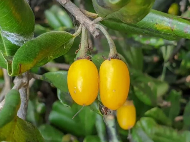 अप्रैल से जून तक ही मिलता ये अनोखा फल, बस इसी 2 महीने तक बाजार में ढूंढते हैं लोग, जान लें कौन सा…