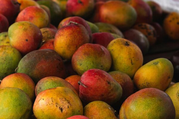 गर्मियों में आम का सही चुनाव कैसे करें? लू से बचाव और एनर्जी होगी बूस्ट, जानिए डाइटीशियन की राय