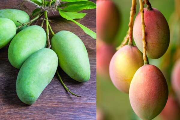कच्चा आम बेहतर है या पका हुआ? जानें आपकी सेहत के लिए क्या है बेस्ट, किन लोगों के लिए नुकसानदेह