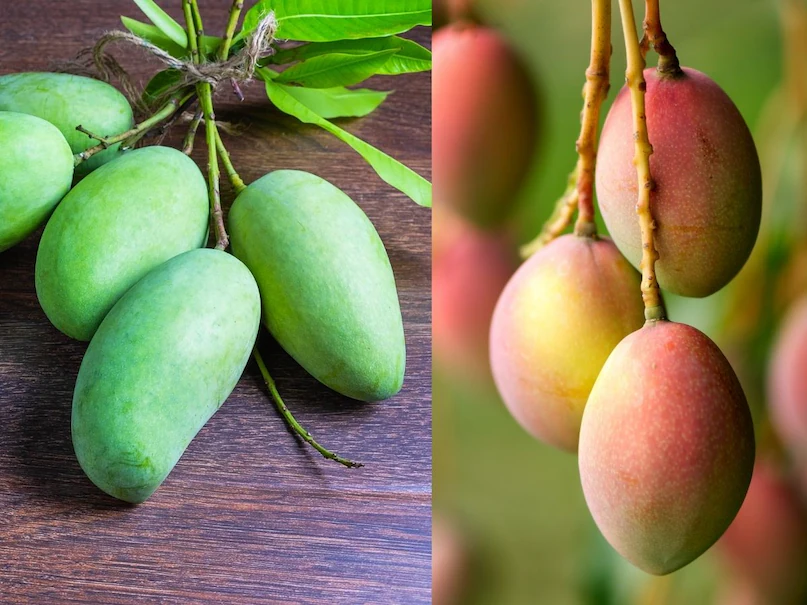 कच्चा आम बेहतर है या पका हुआ? जानें आपकी सेहत के लिए क्या है बेस्ट, किन लोगों के लिए नुकसानदेह