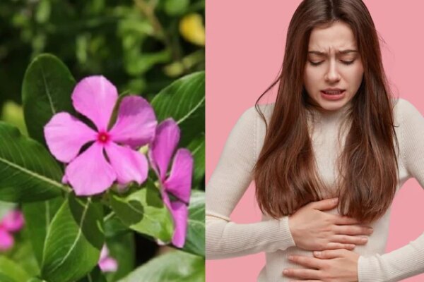 heavy periods home remedy: घर के गार्डन में लगा ये देसी फूल असल में औषधि, हैवी पीरियड्स में फायदेमंद, जानें सेवन का तरीका