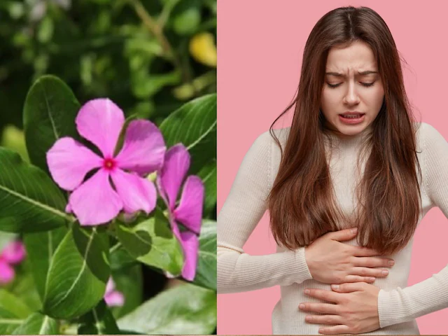 heavy periods home remedy: घर के गार्डन में लगा ये देसी फूल असल में औषधि, हैवी पीरियड्स में फायदेमंद, जानें सेवन का तरीका