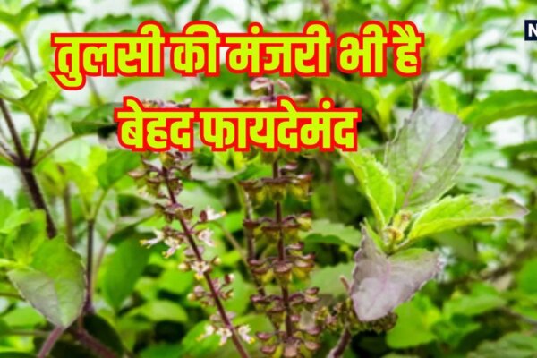 तुलसी ही नहीं, इसकी मंजरी भी है सेहत का खजाना, इस तरीके से खाएंगे तो कभी नहीं पड़ेंगे बीमार