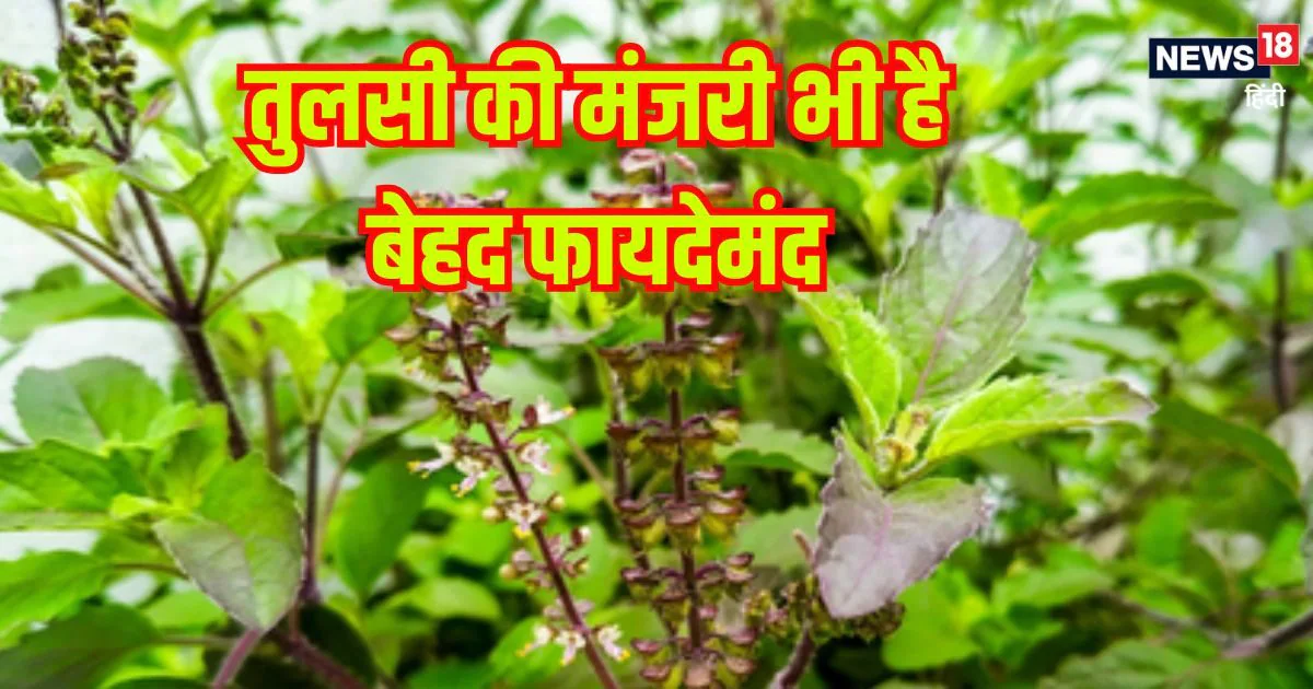 तुलसी ही नहीं, इसकी मंजरी भी है सेहत का खजाना, इस तरीके से खाएंगे तो कभी नहीं पड़ेंगे बीमार