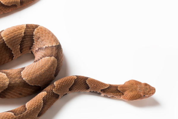 How to identify a Copperhead snake in your home and garden